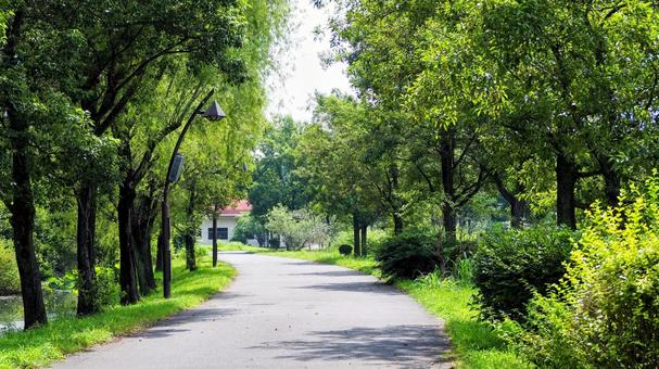 夏の水元公園・緑の並木道(東京都葛飾区) 夏の水元公園・緑の並木道(東京都葛飾区)の写真