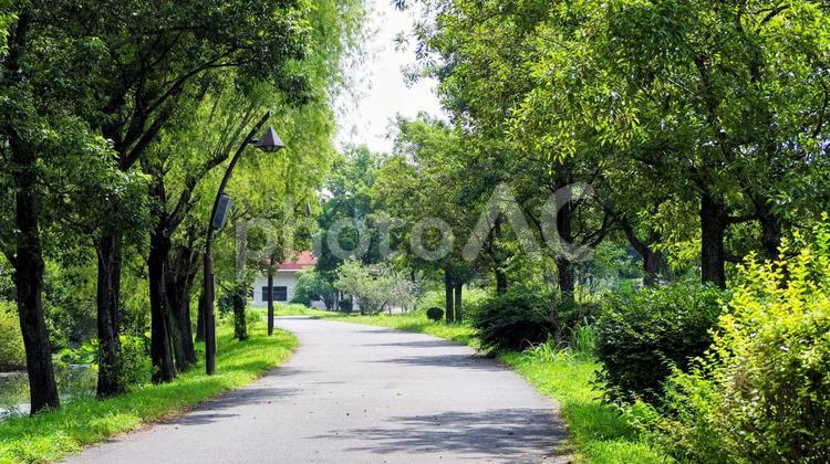 夏の水元公園・緑の並木道（東京都葛飾区） 夏,水元公園,並木道の写真素材