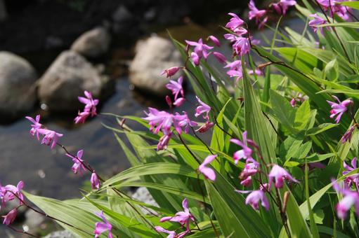 公園の花 公園の花の写真