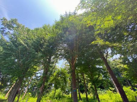 北本市子供公園の自然風景 北本市子供公園の自然風景 北本市子供公園,公園,自然の写真素材