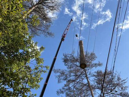 クレーンに吊るされた伐採された木の幹 クレーンに吊るされた伐採された木の幹 クレーン,幹,伐採の写真素材