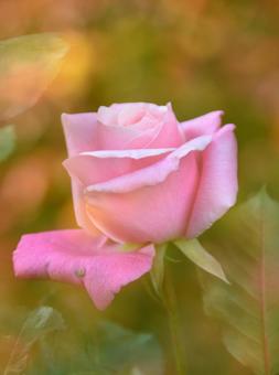 立冬：バラ82 植物,バラ,薔薇の写真素材