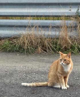 cat, JPG