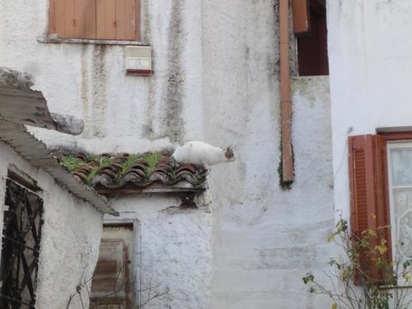屋根の上のネコ 屋根の上のネコ ギリシャ,アテネ,街並みの写真素材
