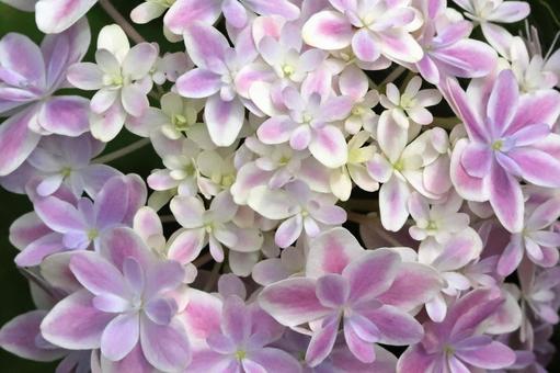 アジサイの花 アジサイの花の写真
