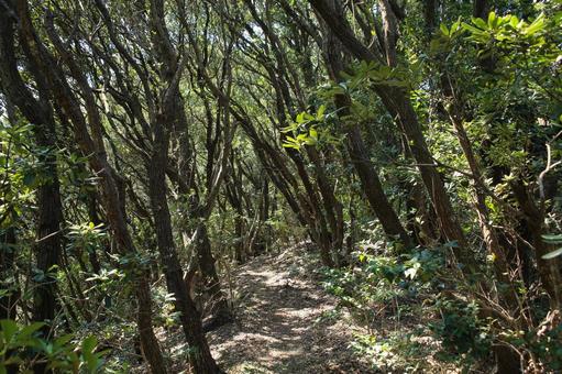 由良岬灯台と由良岬御所跡への道 由良岬灯台と由良岬御所跡への道 由良岬灯台,由良岬,灯台の写真素材