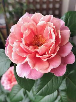 Photo, rose, pink vintage, drew, 