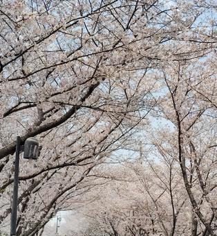 桜並木 桜,花,春の写真素材