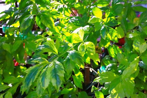 観葉植物の写真