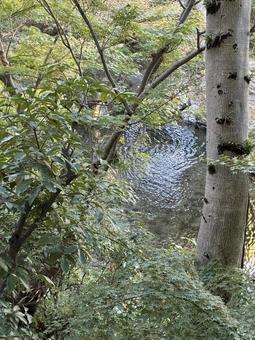 池 池 池,自然,風景の写真素材