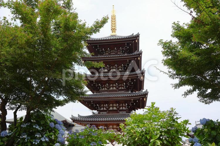 ６月中旬の法然寺の五重塔とアジサイの花 五重塔,伽藍,アジサイの写真素材