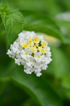 エレガガーデン、夏の花、庭の花 エレガガーデン、夏の花、庭の花の写真