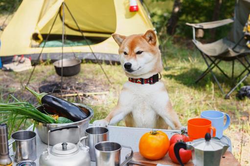 キャンプの食卓と犬 犬,テント,キャンプの写真素材