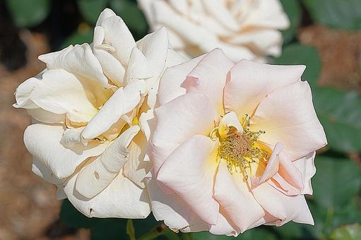 荒牧バラ園61５　ジュリアの写真