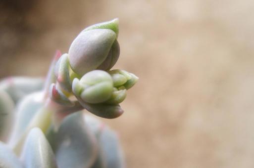 エケベリアの蕾 エケベリア,多肉植物,植物の写真素材