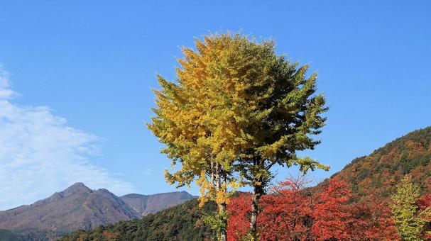 河口湖畔の銀杏の木と紅葉 紅葉,銀杏の木,秋の写真素材
