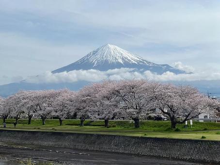 富士と桜、そして流れる時 富士と桜、そして流れる時 富士山,世界遺産,さくらの写真素材