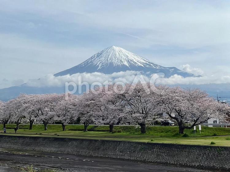 富士と桜、そして流れる時 富士山,世界遺産,さくらの写真素材