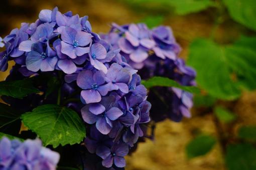 紫陽花の写真