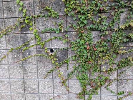 外壁 外壁,排水口,ツタの写真素材