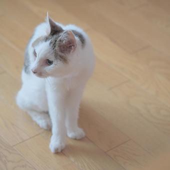 cat, JPG