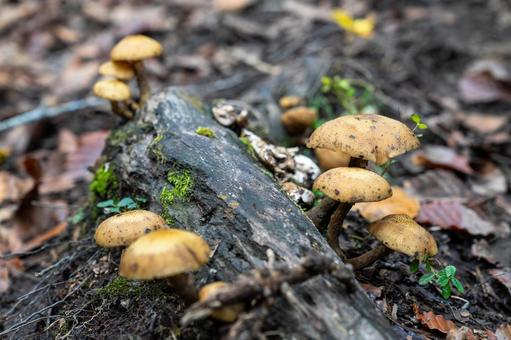 朽木に群生する秋のキノコ 秋,キノコ,茸の写真素材