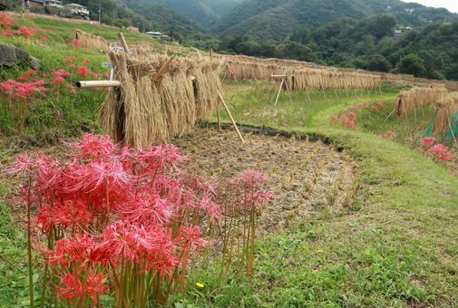寺坂棚田 寺坂棚田 棚田,彼岸花,曼殊沙華の写真素材