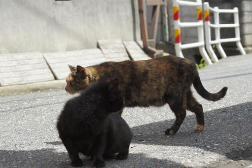 cat, JPG cat, JPG