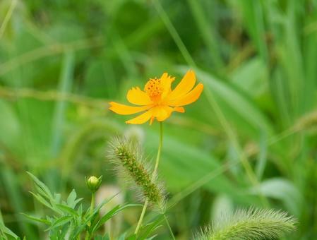 【花の写真】コスモス コスモス,秋桜,自然の写真素材