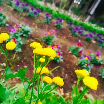Yellow sunflower, JPG