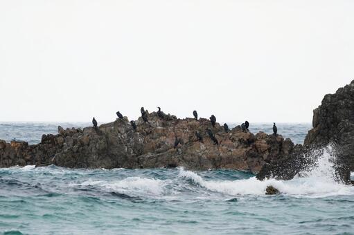 福岡 糸島 二見ヶ浦 夫婦岩に群れる海鳥  海鳥,ウミウ,海鵜の写真素材