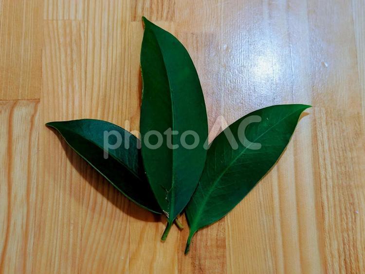 木目の上の榊の葉 榊,葉っぱ,木目の写真素材