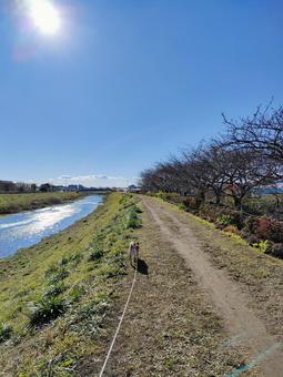 川沿いを散歩する柴犬です！ 犬,シバ,shibainuの写真素材