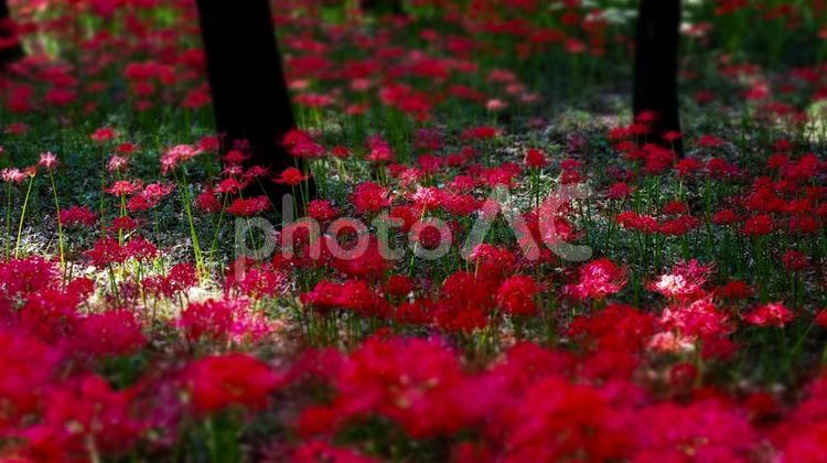 【花の写真】彼岸花 彼岸花,ヒガンバナ,花の写真素材