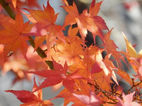 【紅葉写真】美しい紅葉風景 モミジ,紅葉,晩秋の写真素材