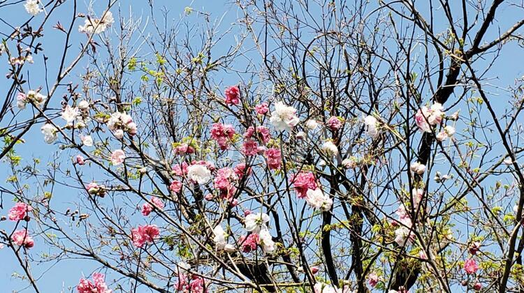 桜の木 桜,サクラ,さくらの写真素材