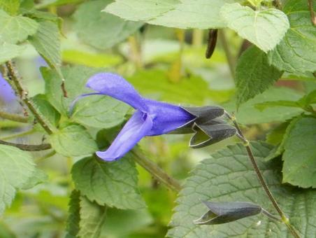【花の写真】サルビア・ガラニチカ サルビア,サルビア・ガラニチカ,自然の写真素材