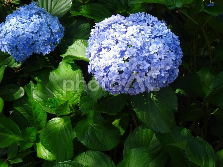 アジサイの季節-20 アジサイ,花,紫の写真素材