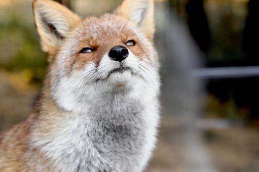 ホンドギツネ キツネ,ホンドギツネ,動物の写真素材