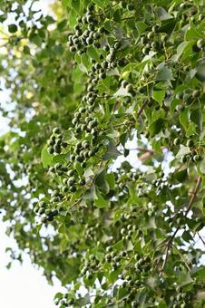 ナンキンハゼ ナンキンハゼ ナンキンハゼ,樹木,枝の写真素材