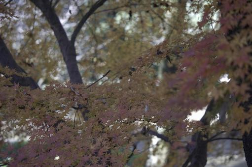 鮮やかに染まる秋のもみじ 紅葉,もみじ,秋の写真素材