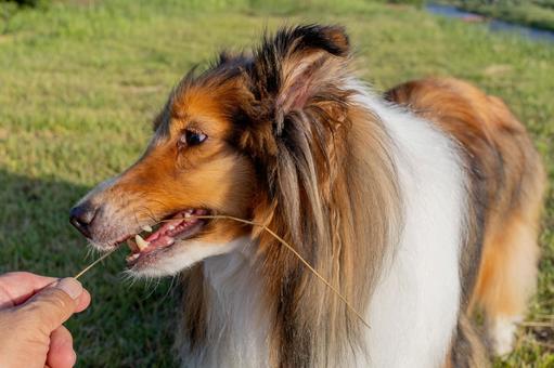 麗 レイ 麗 レイ 家庭犬,散歩,遊ぶの写真素材