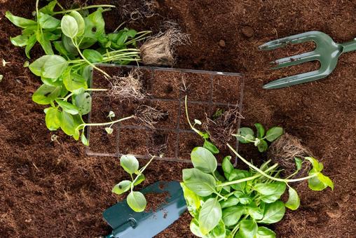 バジルを収獲するスコップとフォーク 植物,バジル,ガーデンフォークの写真素材