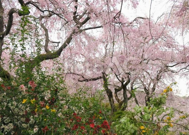 満開のしだれ桜 しだれ桜,桜,満開の写真素材