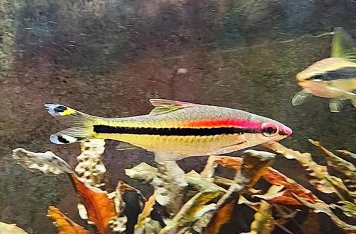 トーピードバルブ 熱帯魚 魚,アクアリウム,水槽の写真素材