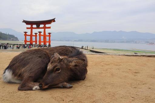 宮島 鹿 宮島 鹿の写真