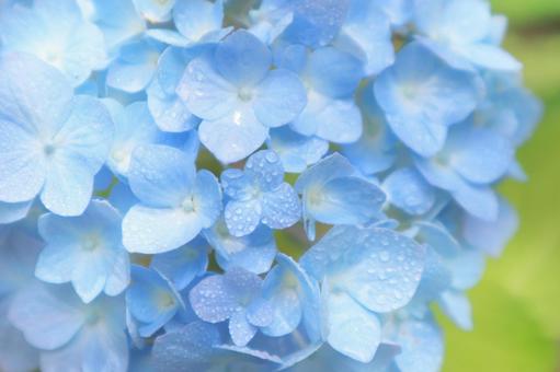 雨に濡れたブルーのあじさい 雨に濡れたブルーのあじさいの写真