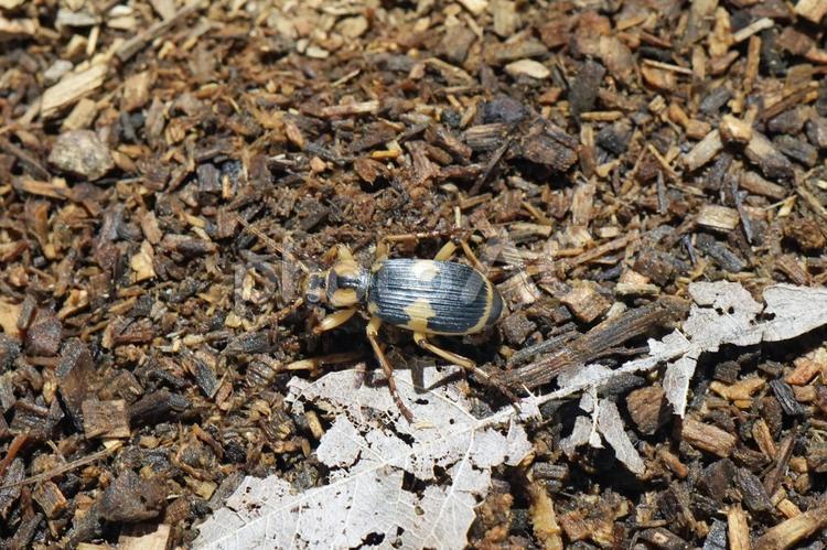 ミイデラゴミムシ ミイデラゴミムシ,三井寺歩行虫,ゴミムシの写真素材