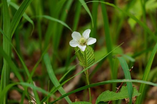 白い野いちごの花 白い野いちごの花 植物,自然,花の写真素材