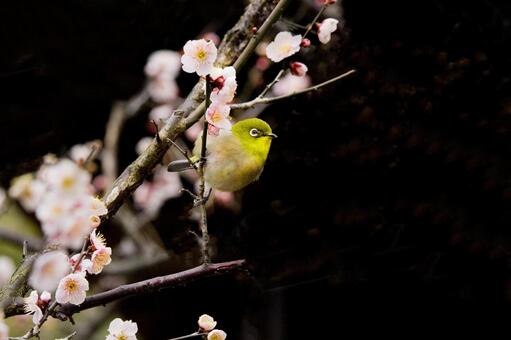 梅の花に止まる春の鳥1 梅の花,冬,１月の写真素材